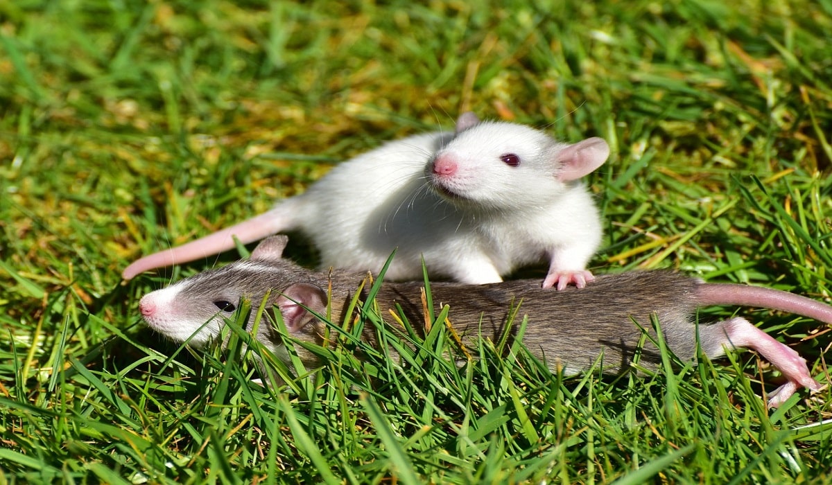 Spiritual Meaning of Rats in Dreams