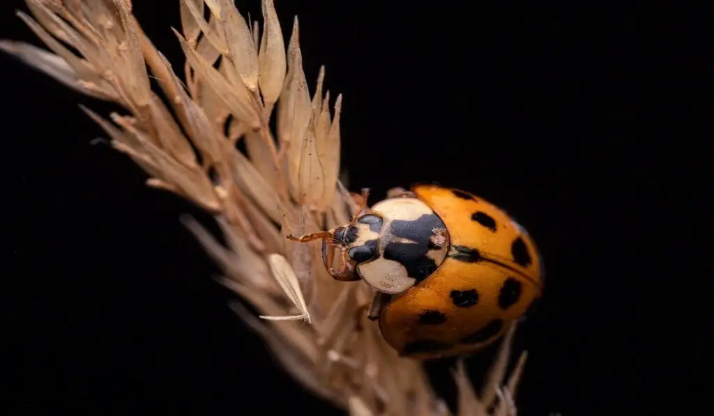 ladybug-spiritual-meaning