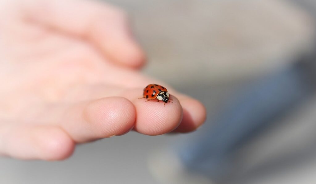 spiritual-meaning-of-ladybug-landing-on-you-know-the-aspects