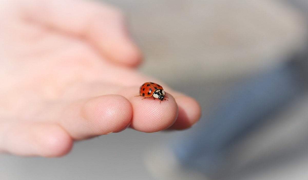 Spiritual Meaning of Ladybug Landing on You