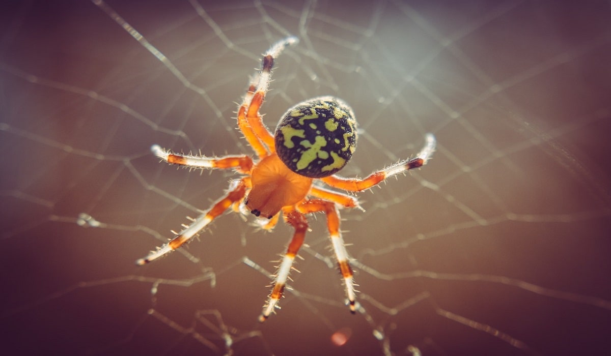 Spiritual Meaning of Spiders in Dreams