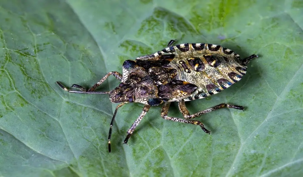 stink-bug-spiritual-meaning-understand-the-symbolism