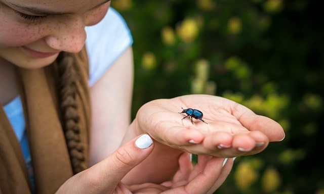 Black Beetle Spiritual Meaning Love