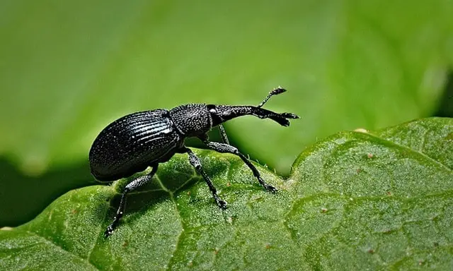 Black Beetle Superstition