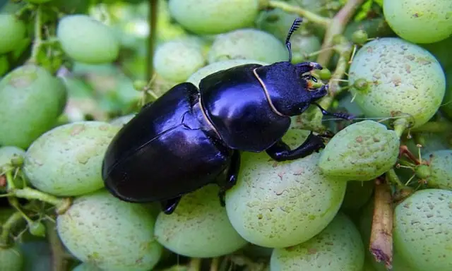 Black Lady Beetle Spiritual Meaning