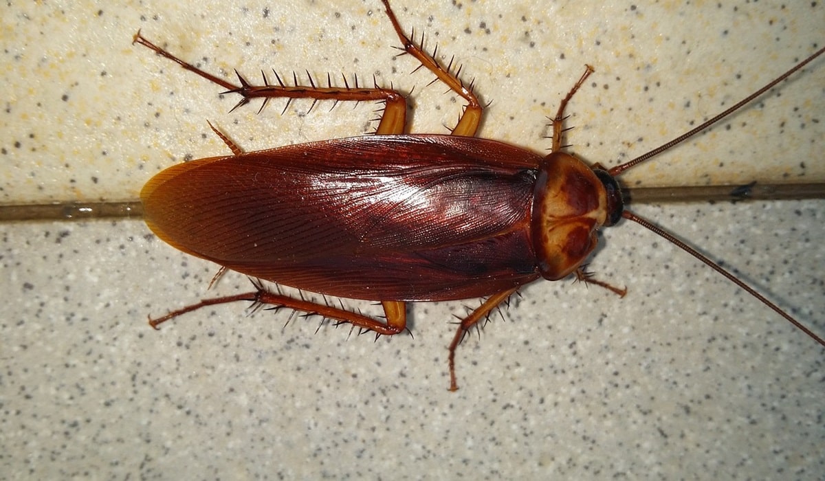 Cockroach Spiritual Meaning
