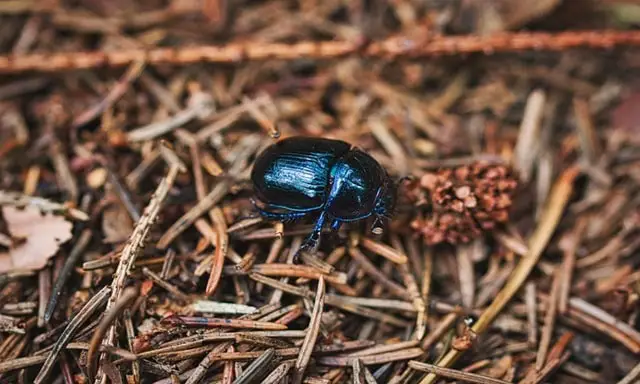 Dead Black Beetle Spiritual Meaning