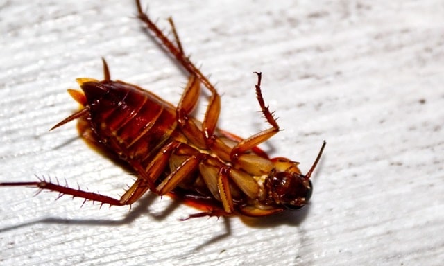 Dead Cockroach Spiritual Meaning