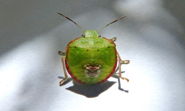 Green Stink Bug Spiritual Meaning