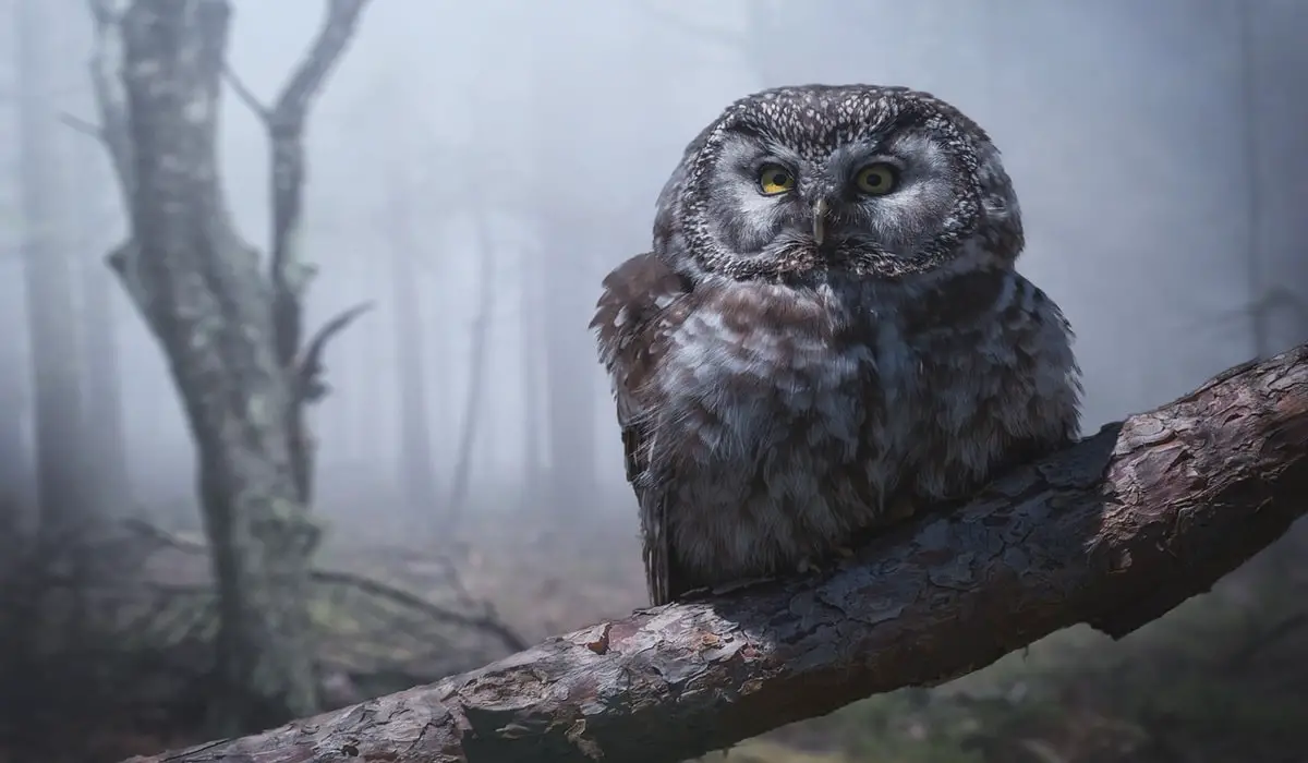Hearing an Owl at Night Spiritual Meaning