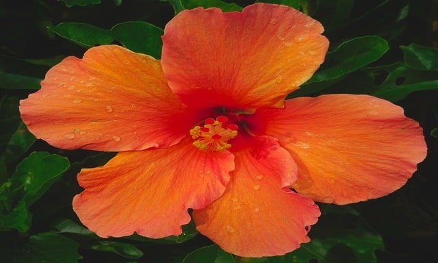 Orange Hibiscus Spiritual Meaning
