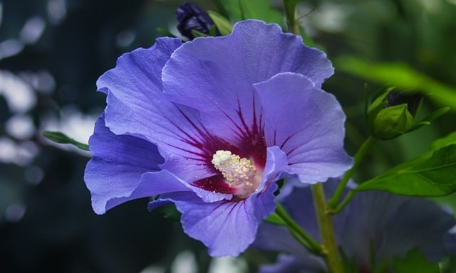 Purple Hibiscus Flower Meaning