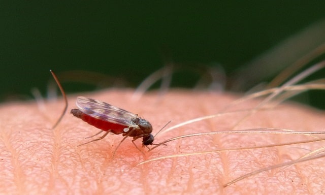 Red Gnat Spiritual Meaning