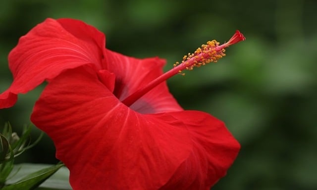 Red Hibiscus Spiritual Meaning