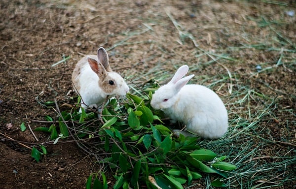 Spiritual Meaning of 2 Rabbit Crossing Your Path