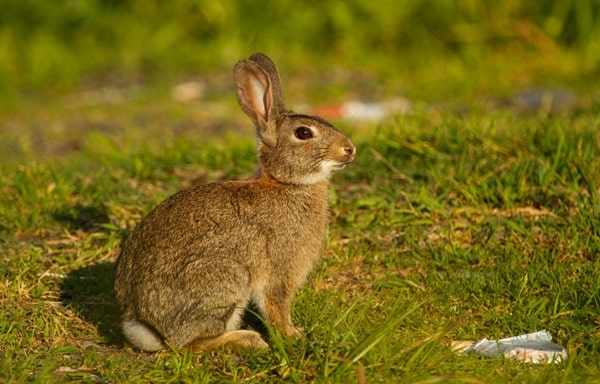 Spiritual Meaning of Brown Rabbit Crossing Your Path