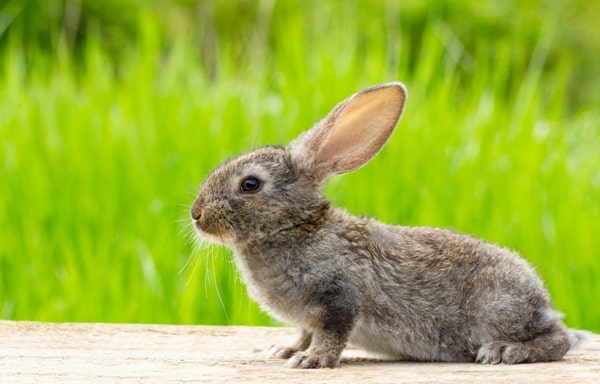 Spiritual Meaning of Grey Rabbit Crossing Your Path