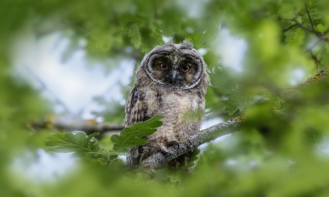 Spiritual Meaning of Hearing an Owl in The Morning