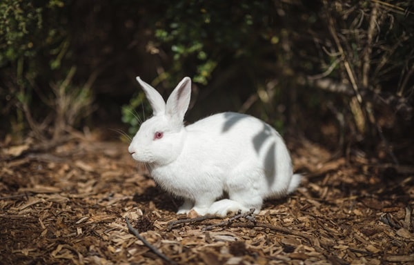 Spiritual Meaning of White Rabbit Crossing Your Path