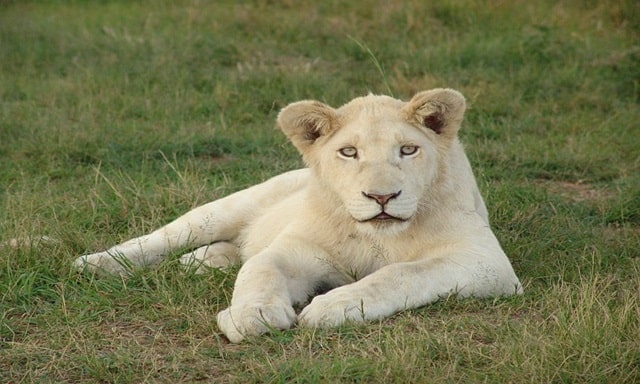 White Lioness Spiritual Meaning