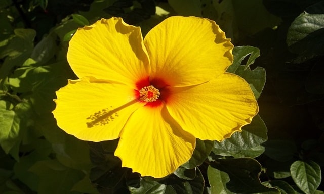 Yellow Hibiscus Spiritual Meaning