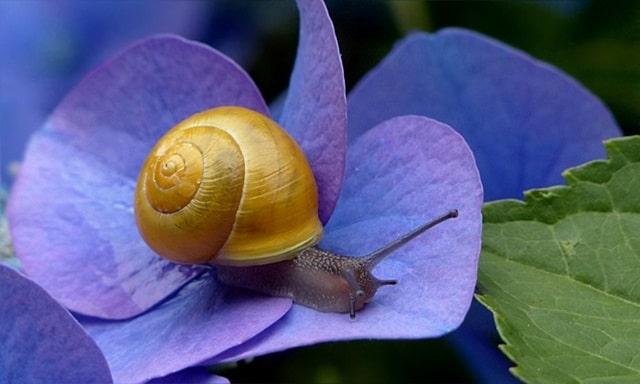 Baby Snail Spiritual Meaning
