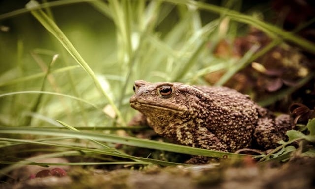 Brown Toad Spiritual Meaning