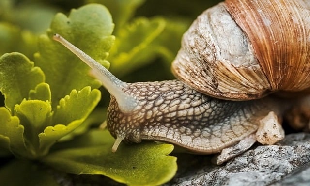 Dead Snail Spiritual Meaning