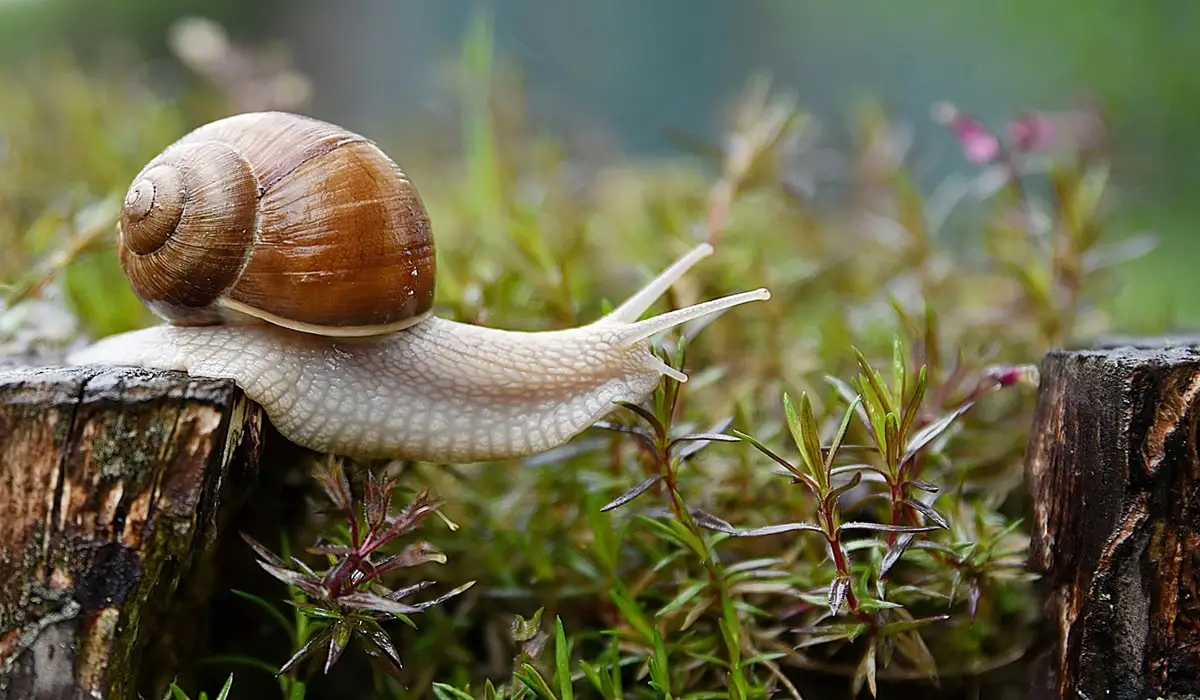 Snail Spiritual Meaning