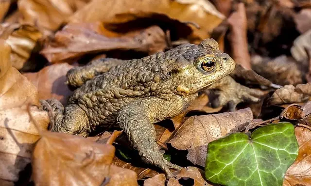 Spiritual Meaning of a Cane Toad