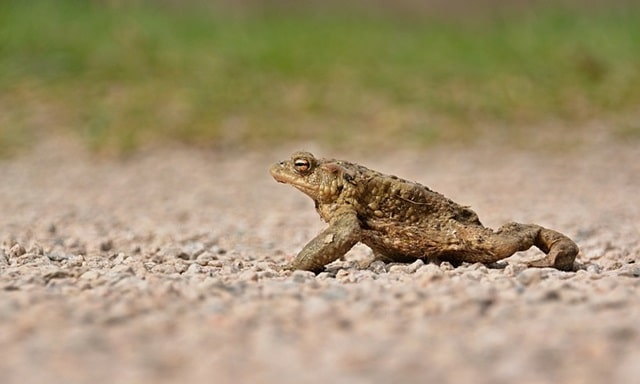 Spiritual Meaning of a Toad Crossing Your Path