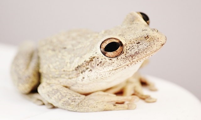 Spiritual Meaning of a White Toad