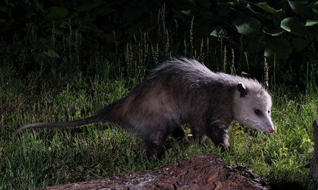 Spiritual Meaning of Possum Crossing Your Path at Night