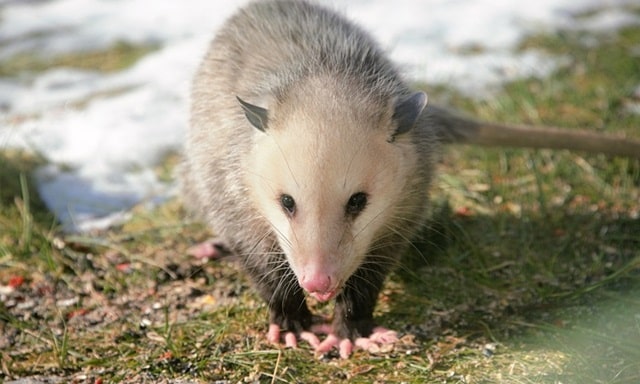Spiritual Meaning of Possum Crossing Your Path During the Day