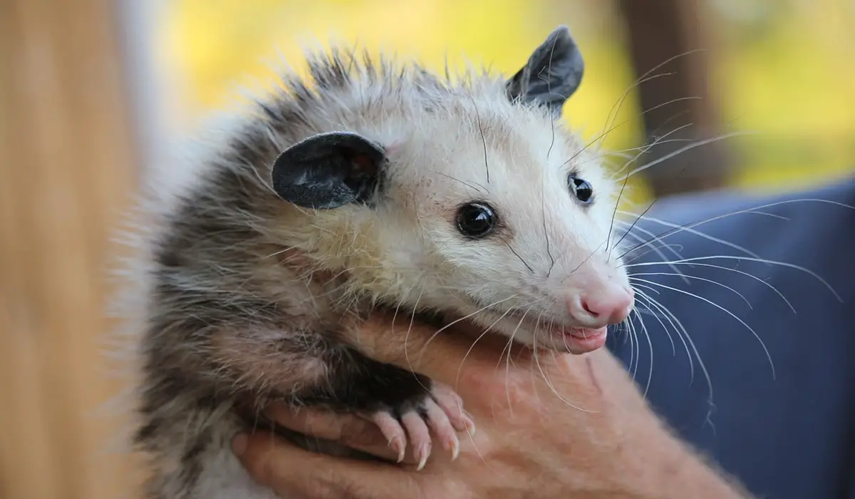 Spiritual Meaning of Possum Crossing Your Path