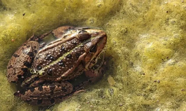 Toad Symbolism